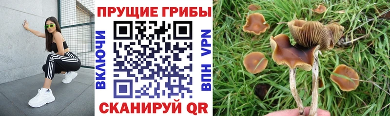 где купить наркоту  это формула  Псилоцибиновые грибы прущие грибы  Микунь 